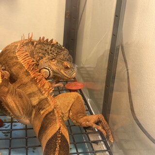 レッドイグアナ末長く可愛がってくれる方募集