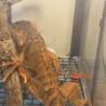 レッドイグアナ末長く可愛がってくれる方募集 サムネイル2