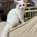美しい長毛の女の子　約３ヶ月