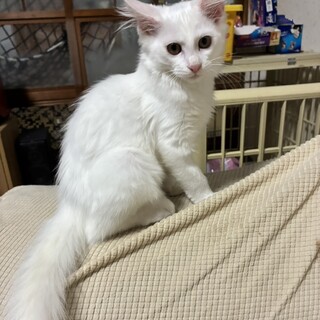 美しい長毛の女の子　約３ヶ月