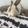 急募　うさぎが大好きな優しい方お願いします。 サムネイル2