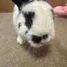 急募　黒白うさぎ サムネイル2