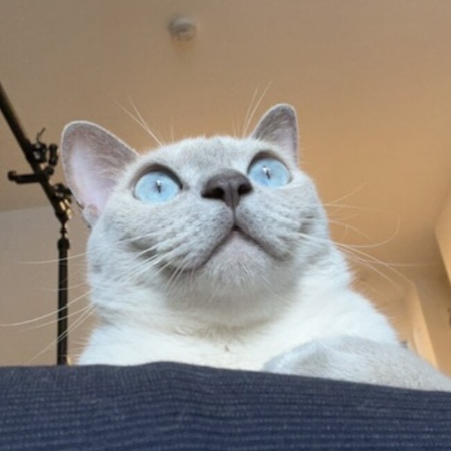 Nicobabyのカバー写真