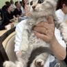 ブリスコ
