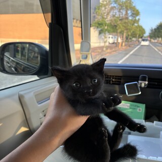 空き家の壁の中から子猫！