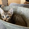 箱入り息子w