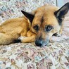 きのぴこちゃん