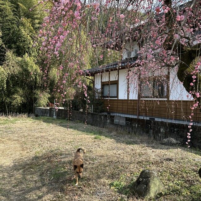 きのぴこちゃんのカバー写真