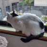 〝ポップちゃん〟です♪ サムネイル5