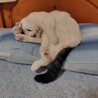 〝ポップちゃん〟です♪ サムネイル7