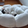 〝ポップちゃん〟です♪ サムネイル3
