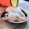 〝ポップちゃん〟です♪ サムネイル2