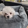 車