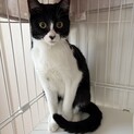 黒白猫のさゆりちゃん（相模原市保健所）