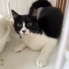 黒白猫のさゆりちゃん（相模原市保健所） サムネイル2