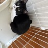 黒白猫のさゆりちゃん（相模原市保健所） サムネイル3