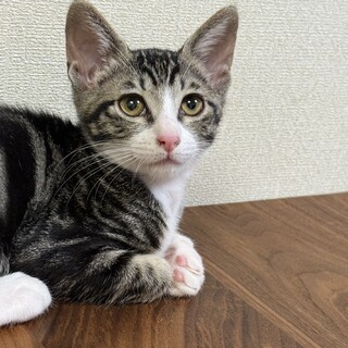 甘えん坊のクラシックタビーの女の子