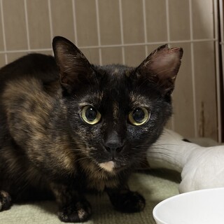 11ヶ月　甘えん坊　黒キジ猫　のんちゃん