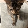 女海賊　ゾロ子(仮称) サムネイル3