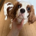 キャバリア　男の子　タルト君　2歳