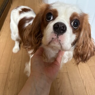 キャバリア　男の子　タルト君　2歳