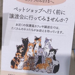 LiveLife譲渡会inキャットソシオンギャラリー サムネイル3