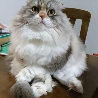 「さみしいよ～」と鳴く、甘えん坊のモウちゃんです。