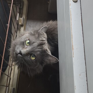 長毛種！人馴れ抜群な1歳半。人間好き