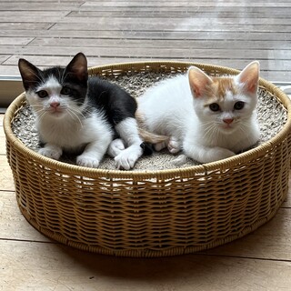 可愛いふたごの里親募集