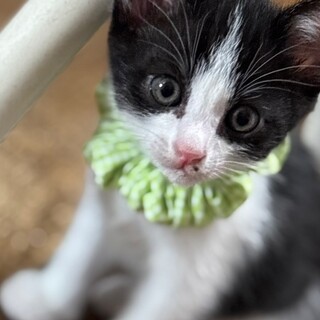 ニコくん　ワカちゃんの子猫4兄妹