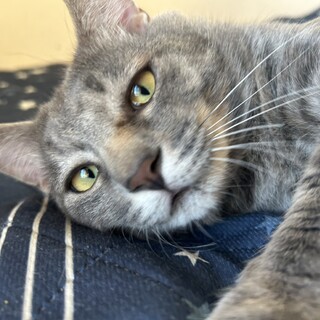 1歳。思わずいつも舌が出ちゃうんです！