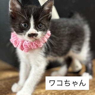 ワコちゃん　ワカちゃんの子猫4兄妹