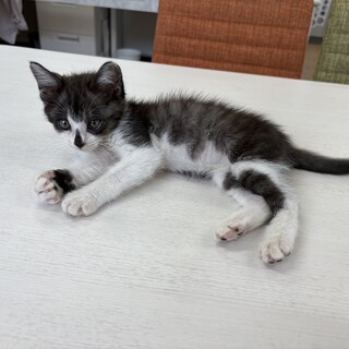生後2ヶ月の美形子猫ちゃんの里親募集中