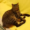 山吹色キャット