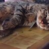 遊んだあとのウラルちゃん