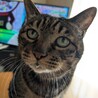 ミルク飲んで即急行キャット