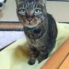 ウラルちゃん（デフォルト）