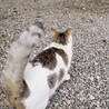 フォルダに入ってたよその猫様（尻向けられがデフォなのがわい）