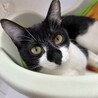 ぴっぴちゃん！ドキドキでも甘えたい！ サムネイル2