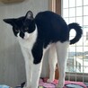 ぴっぴちゃん！ドキドキでも甘えたい！ サムネイル3
