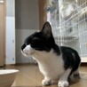 ぴっぴちゃん！ドキドキでも甘えたい！ サムネイル5
