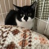 ぴっぴちゃん！ドキドキでも甘えたい！ サムネイル7