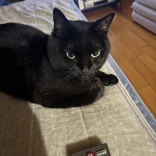 黒猫です！
