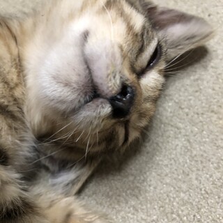 おてんば姫　さばこ