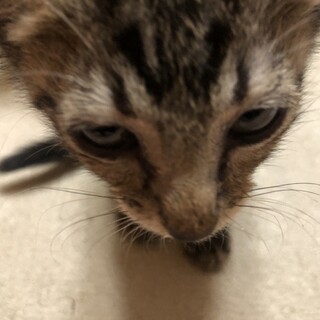 ヨチヨチ歩きでみんなについていくキジサバくん
