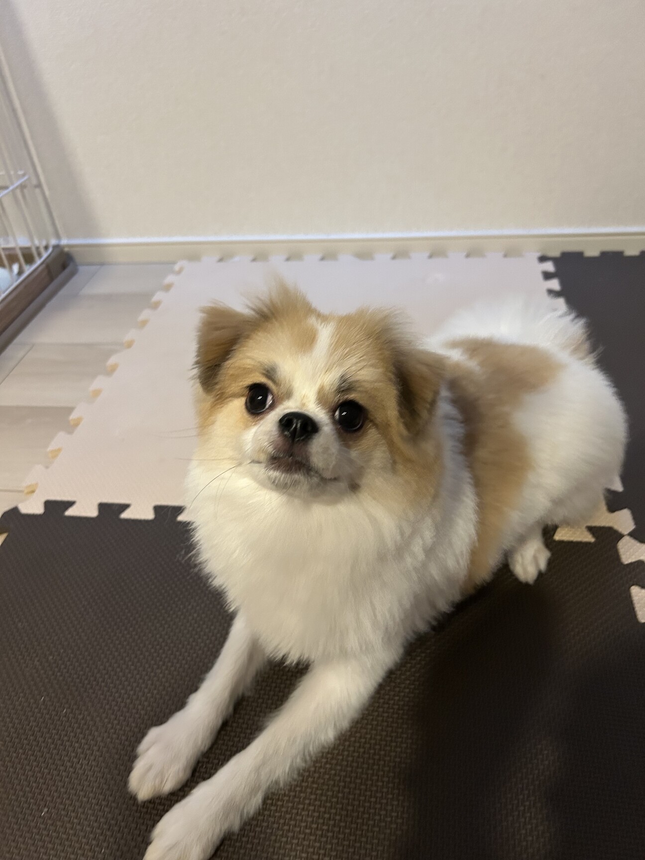 ポメラニアンmix人懐こ」岡山県 - 犬の里親募集(545056) 1枚目の