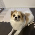 ポメラニアンmix