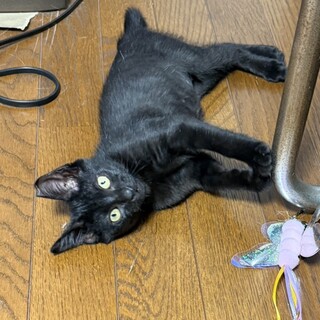 かわいいルナちゃん❣️