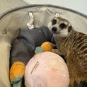 ミーアキャット里親募集