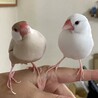 キュン&チコ